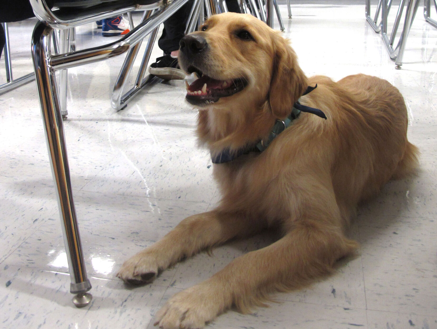 Junie the golden retriever